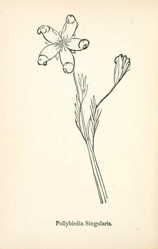Edward lear - Flower