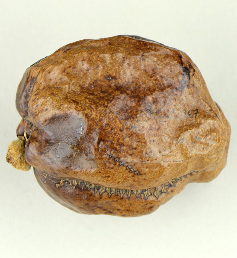 Dom palm nut, about 1550 BC - 1069 BC