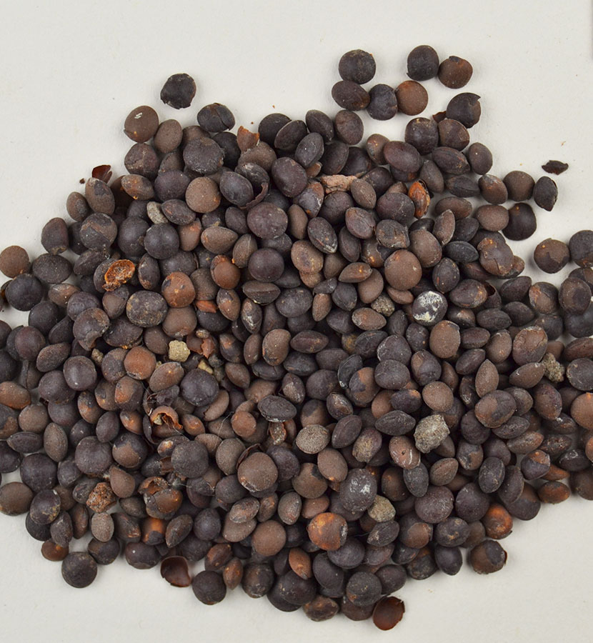 Lentil Seeds, about 1550 - 1069 BC