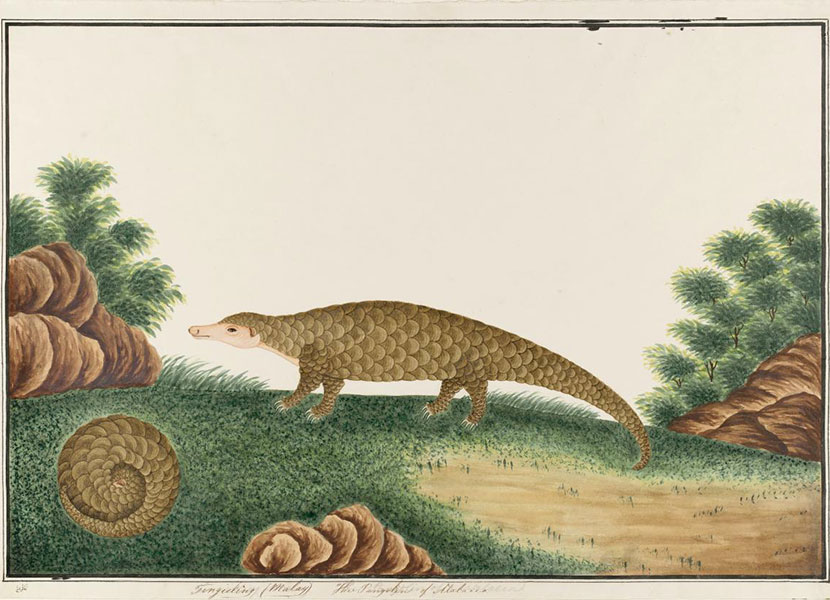 Sunda Pangolins painted by unknown Chinese artists for William Farquhar in Melaka between 1803-1818.