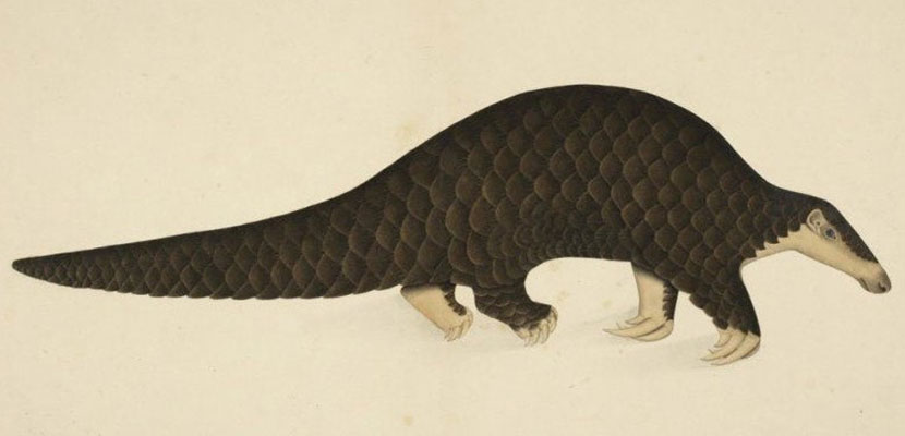 Pangolin painted by Shaikh Zain ud-Din for Mary Impey in Kolkata in 1788