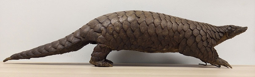 Chinese Pangolin Manis pentadactyla (NML-VZ 4.8.55.70) collected in Nepal before 1844