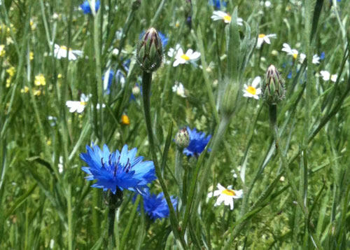 Photo of cornflowers on the Wildflower Meadow outside World Museum