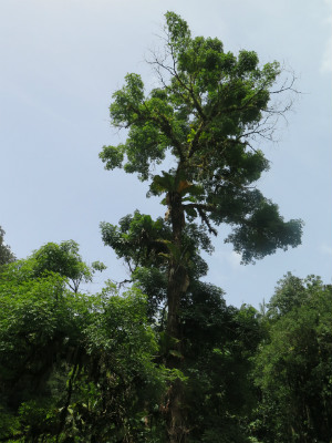 A 90 ft Andira sp. along the Marienne River