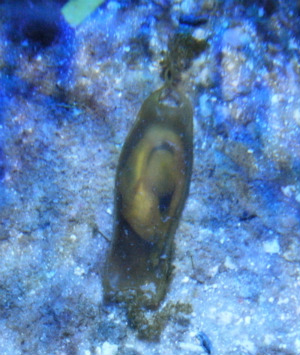 Dogfish embryo