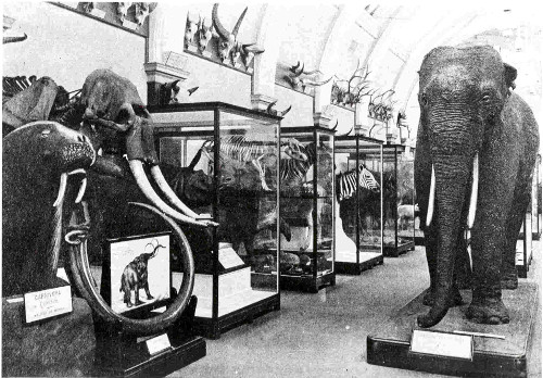 Don Pedro (the elephant) standing proud at the centre of the Upper Horseshoe Gallery before 3 May 1941