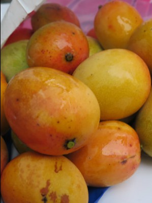 Doux-doux - the sweetest of mangos