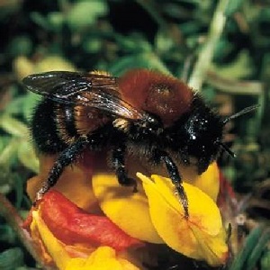 Female Large Mason Bee