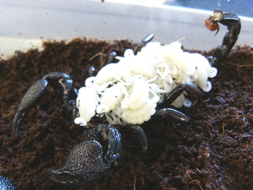 A large black scorpion with 21 tiny bright white baby scorpions attached