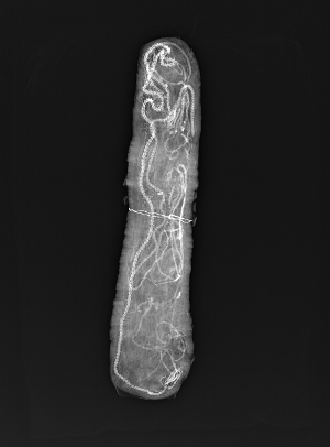 X-ray image showing mummified snakes