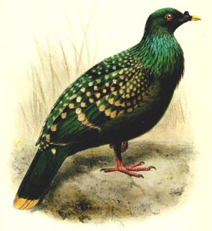 Painting of Spotted Green Pigeon