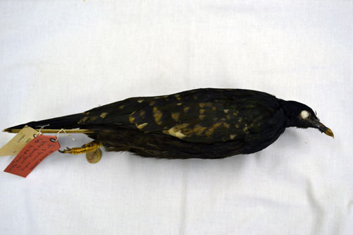 The only surviving specimen of the Spotted Green Pigeon in the world
