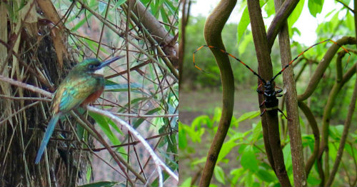 The iridescent Jacamar and the not so-small Longhorn beetle