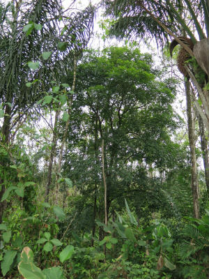 A medium-sized specimen of Andira sp., growing in the forest reserves of Tamana, Eastern Trinidad. These trees can grow up to 100 feet in height.