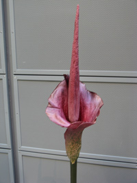 A tall pink flower