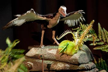 Archaeopteryx, a bird-like dinosaur