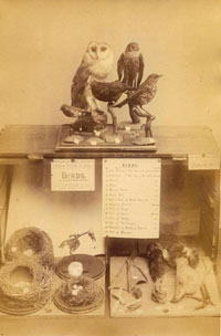 A cabinet of animal specimens