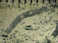 A close up image of rock showing small green/black flecks