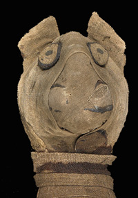 head of a cat mummy