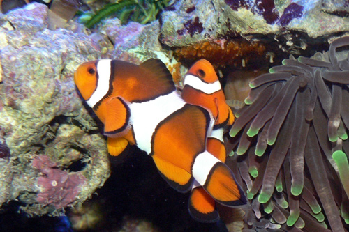 'Clownfish' (or Nemo!) 
