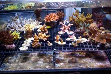 Coral display