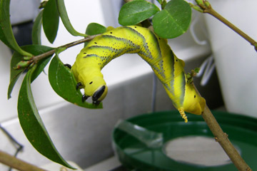a yellow caterpillar eating some leaves