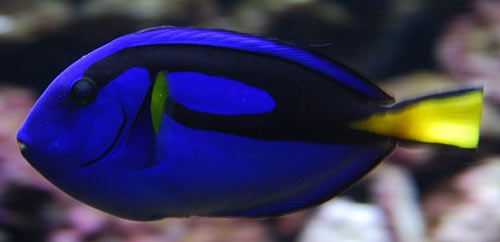 Blue fish with a yellow tail
