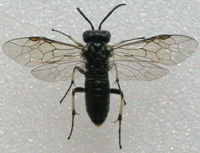 photo of a black fly with 4 wings
