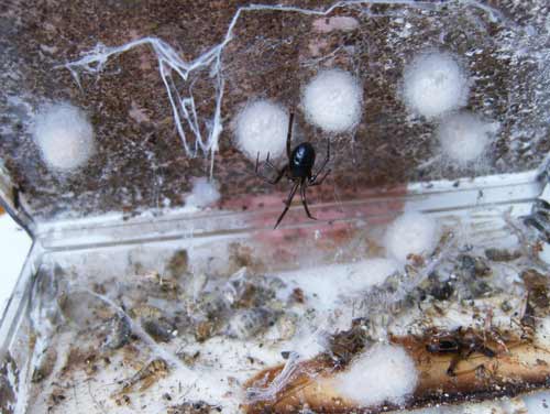 False widow spider