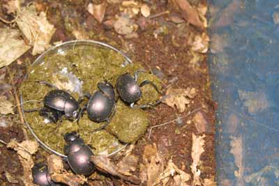 Feeding the Dung Beetles