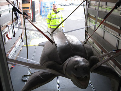 mounted giant turtle specimen suspended in a van