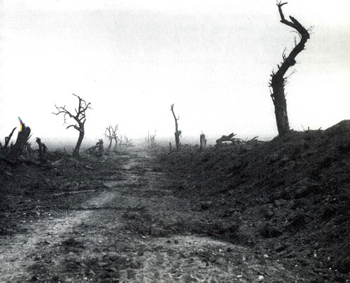 barren landscape with bare tree trunks stripped of branches and leaves