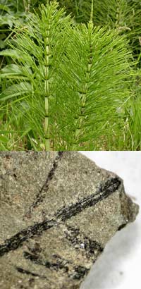2 photos- top one showing a green plant and the other grey rock with black flecks
