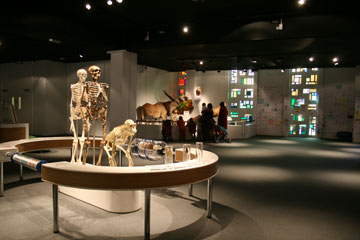 three skeletons of different sizes, one crouching two standing