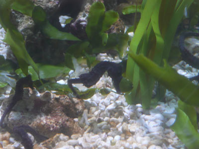 small seahorses in aquarium