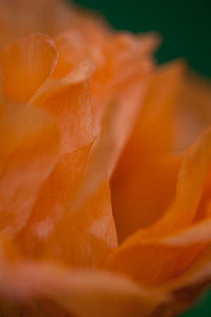 close up detail of a bright orange poppy