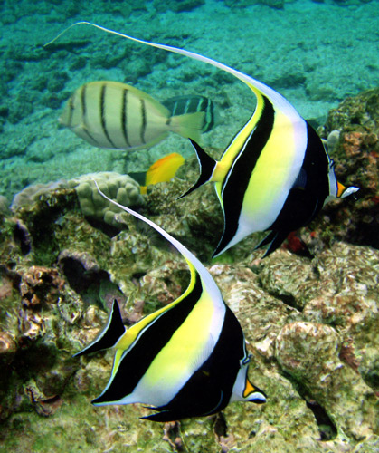 A black, white and yellow fish