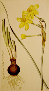 Botanical print of a daffodil and bulb