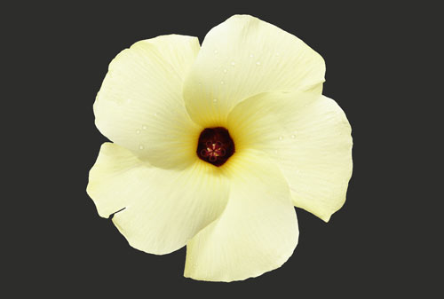 pale yellow flower