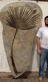 a man standing next to a very tall piece of rock with a fossield plant stem in it