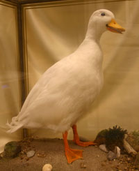 mounted specimen of a duck in a display case