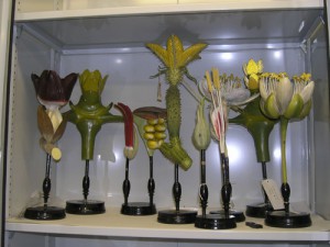 Selection of plant models