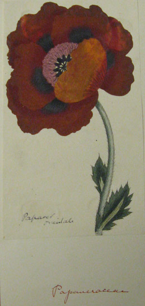 watercolour illustration of a red poppy