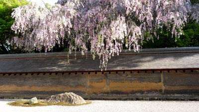 photo of tree blossom overhanging the wall of a gravel garden