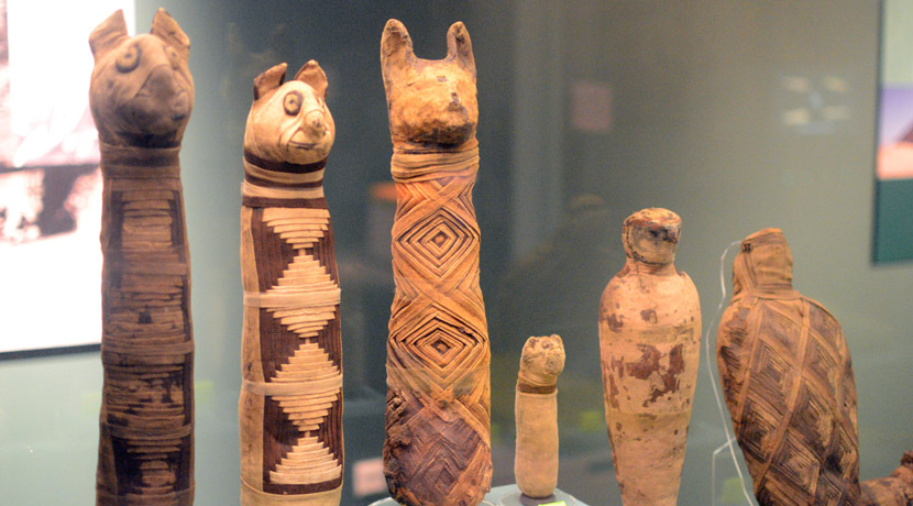 Some of the animal mummies in the exhibiition