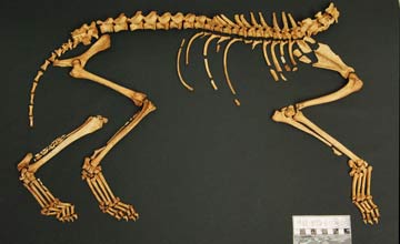 skeleton of a dog with the head and one leg missing,laid out on a table