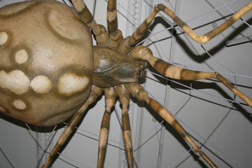 A photograph of a large spider model at World Museum