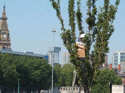 man in bee keeping gear on a ladder up a tree, surrounded by bees