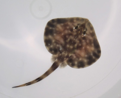 Image of a baby undulate ray