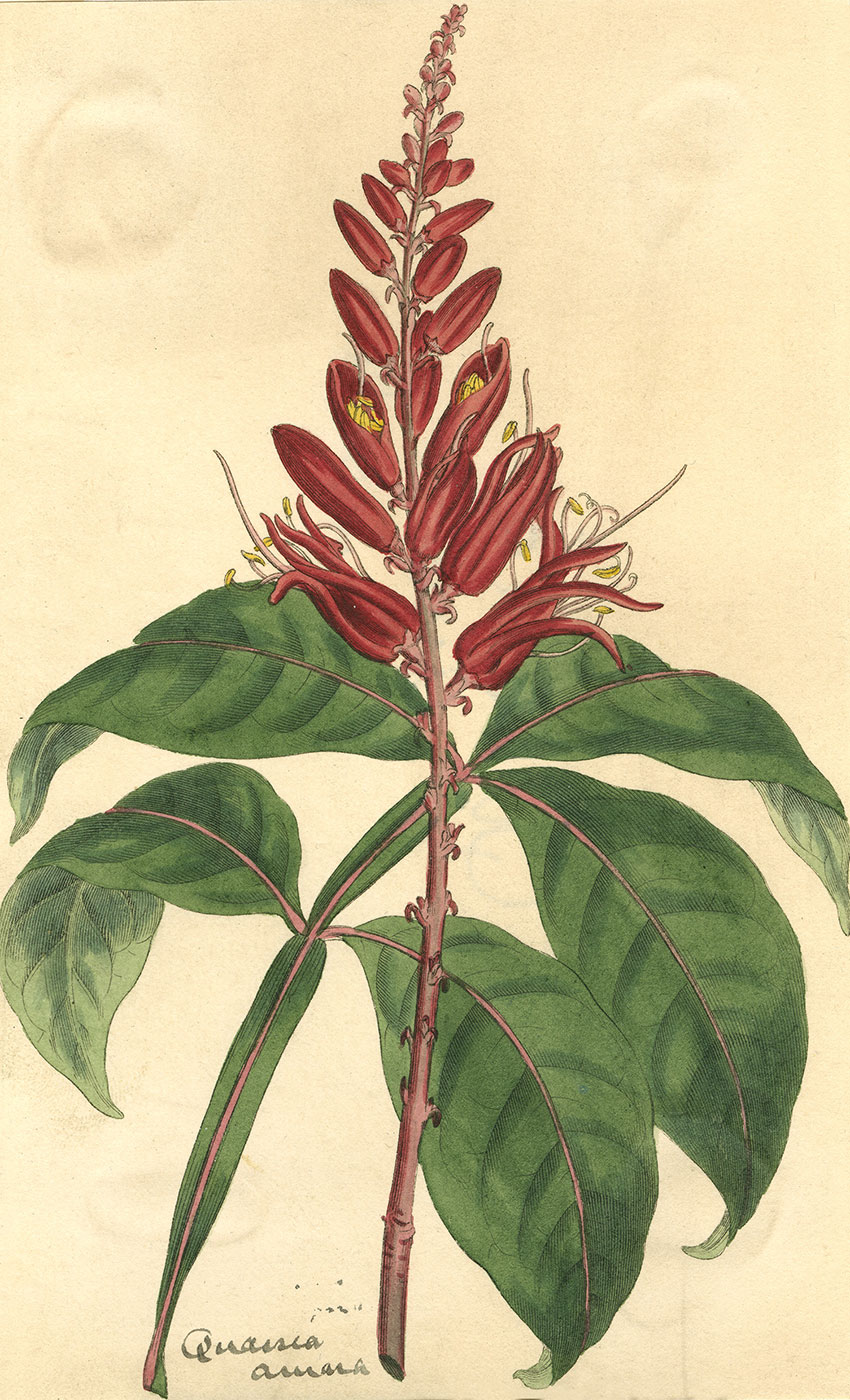drawing of Quassia Amara plant 